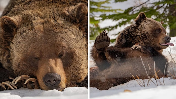 Grizzlies emerge from their winter torpor in the Rockies