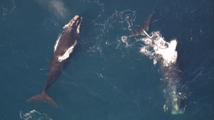 Right whales: uncertainty remains among fishermen 
