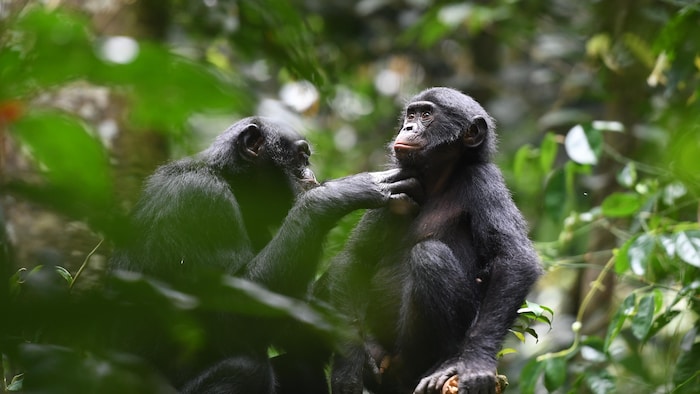 Bonobos offer aper&ccedil ;u of the human alliances of yesteryear