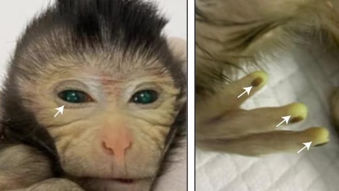 First chimera monkey is created in China