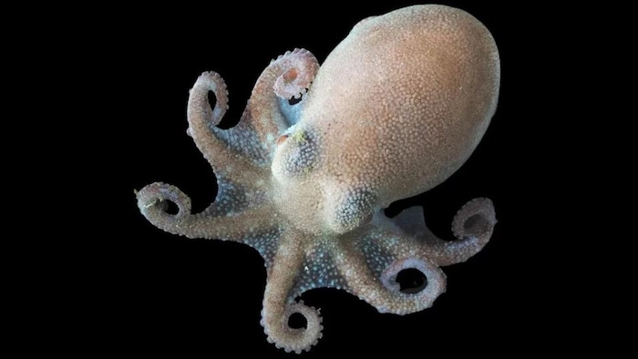 Octopus DNA reveals a secret about the polar ice cap
