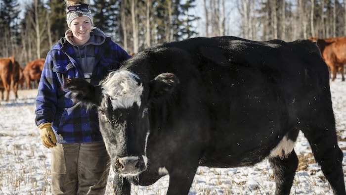 Artificial intelligence s&rsquo ;invites to the cattle on an Alberta farm