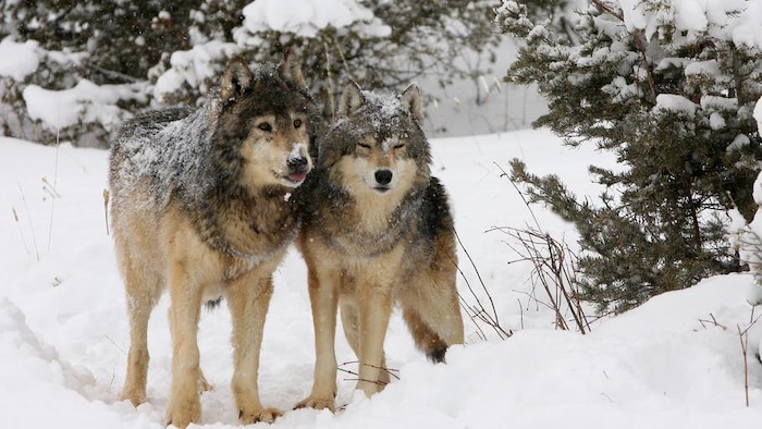 $10 million for wolf culls in British Columbia