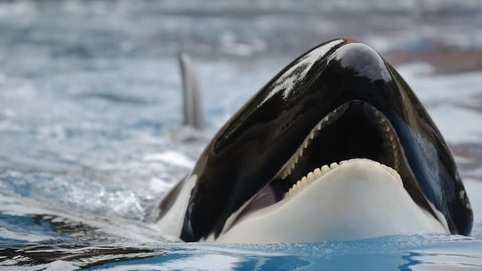 Toxic chemicals in the body of killer whales