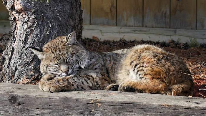 Lynx are increasingly visible ; Calgary