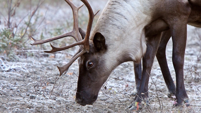 Environmentalists still await recovery plan caribou