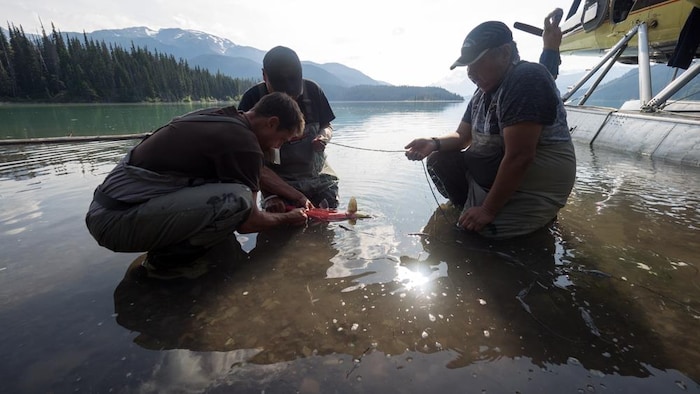 Bigger sockeye salmon British Columbia is 100 years old today