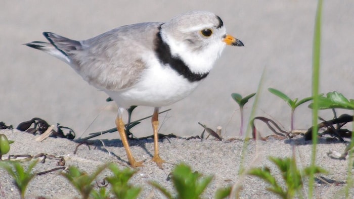 The piping plover population is improving in Nova Scotia