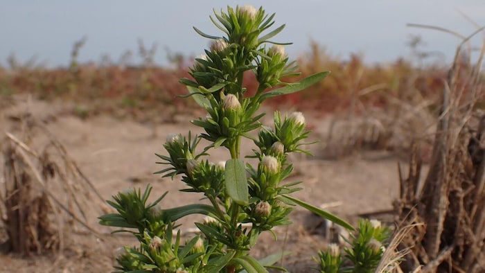 An endangered Magdalen plant, according to COSEWIC