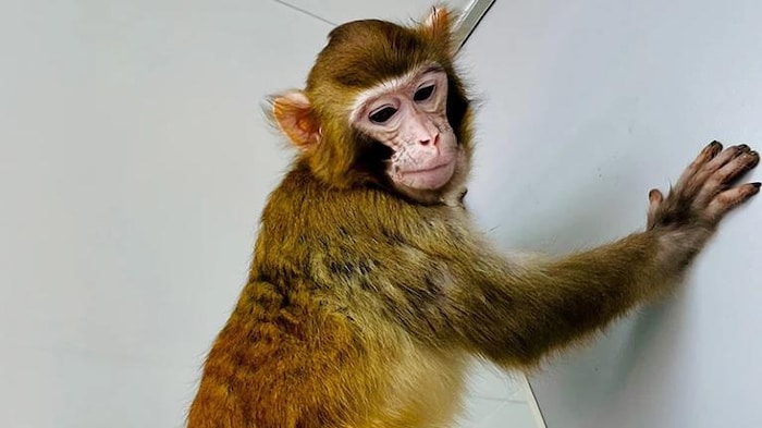First successful cloning of a monkey rhésus