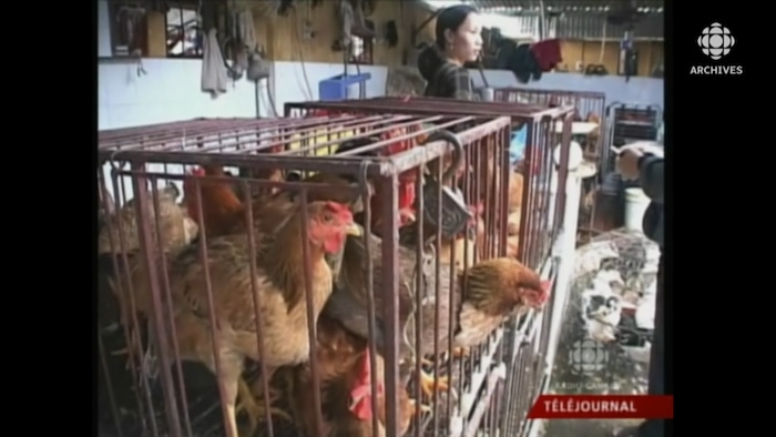 Archives | 20 years ago, the bird flu hit Asia