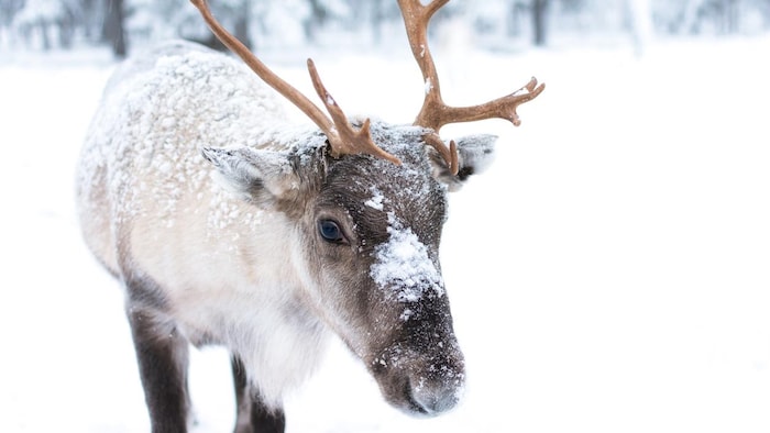 Protection of the caribou: Quebec promises an unveiling in February