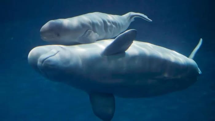 Manitoban researcher helps unravel the secrets of beluga language