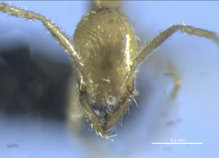 A new species of carnivorous ant called Voledemort