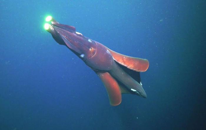 This video of the attack of a giant squid fascinates scientists