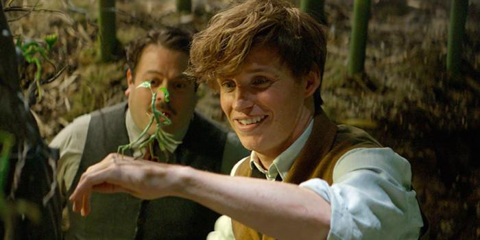 Newt Scamander: the story of this famous character