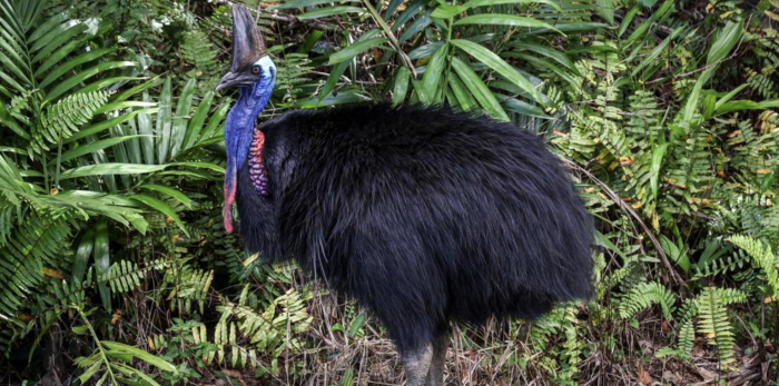 The most dangerous bird in the world has just been born in England