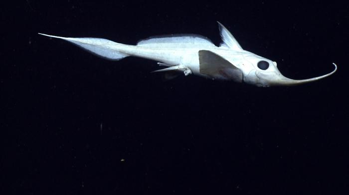 New Zealand: This new species of shark will make you want to stay dry