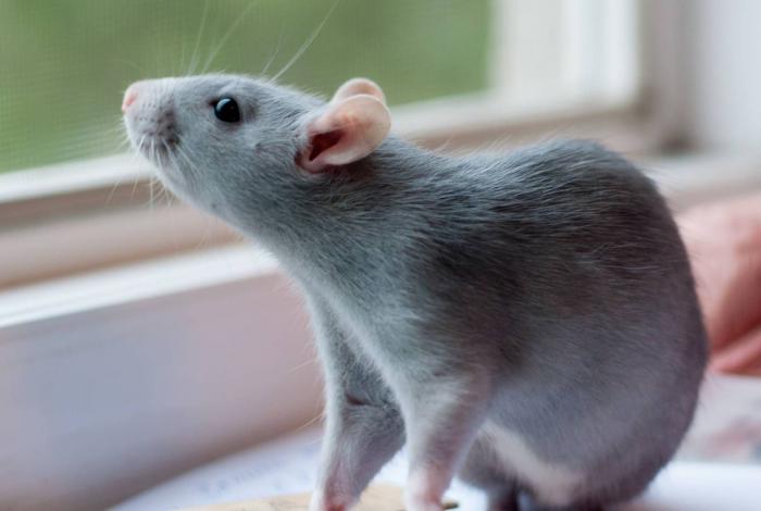 Star Wars: Like Jedi, These Rats Know How to Use the Force