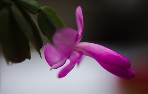 Create a Window Sill Flower Garden from a Single Christmas Cactus: Easy Propagation Methods