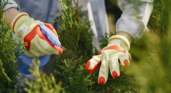 Preparing for spring in the garden is just around the corner. Spray this mixture on your future lawn to prevent weeds from growing.