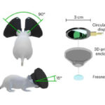 Sent to the “matrix”: scientists create virtual reality glasses for mice (video)