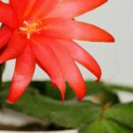 The Easter cactus will bloom abundantly even in winter. Just remember these rules