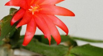 The Easter cactus will bloom abundantly even in winter. Just remember these rules