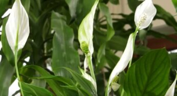 The Spathiphyllum will look amazing. Just follow a few simple rules.