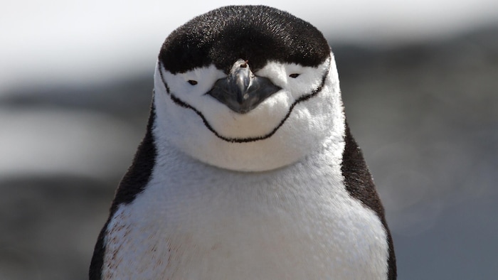 These penguins do more 10,000 naps per day