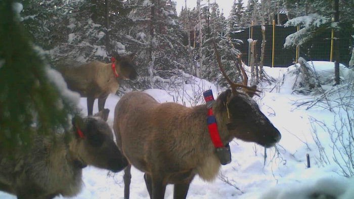Québec delays ;one year the transfer of northern caribou to Val-d’Or