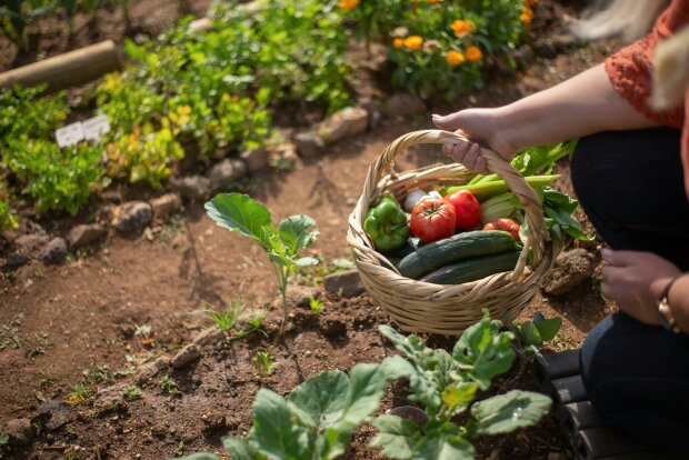 Early Seedlings Are Possible. How to Speed ​​Up Tomato and Cucumber Development