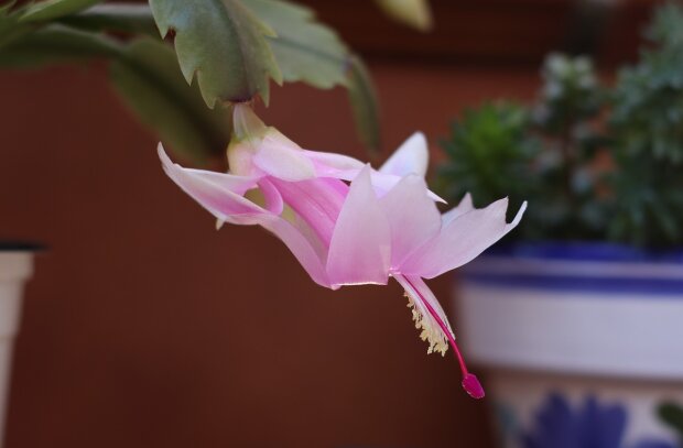 I put 2 cloves of garlic in the pot. The geranium, the geranium, the violet and the spathiphyllum have sprouted new buds